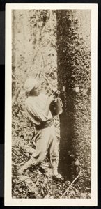 View of a Man Collecting Rubber from a Rubber Tree, Presumably in Panama During the Construction of the Canal by Byron Company